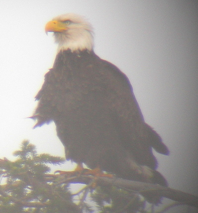 [IMAGE] dry bald eagle