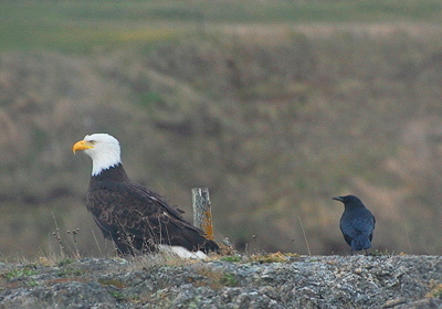 [IMAGE] eagle and crow