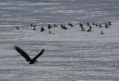 [IMAGE] eagle and scoters