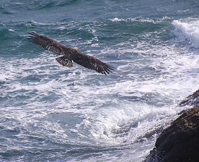 [IMAGE] Bald Eagle