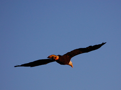 [IMAGE] bald eagle