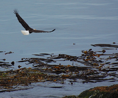 Bald Eagle over kelp beds; photo by Alex Shapiro.