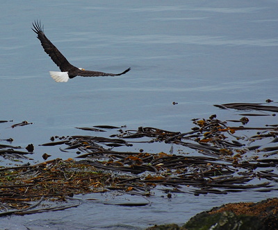 [IMAGE] eagle