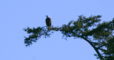 [IMAGE] eagle