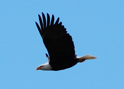 [IMAGE] bald eagle