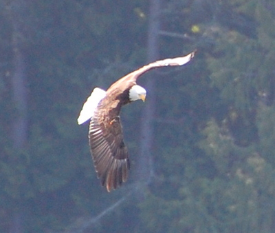 [IMAGE] bald eagle