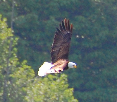 [IMAGE] bald eagle