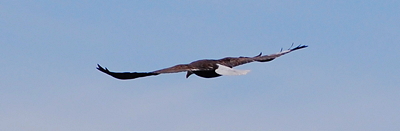 [IMAGE] bald eagle