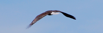 [IMAGE] bald eagle