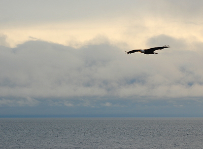 [IMAGE] Bald Eagle