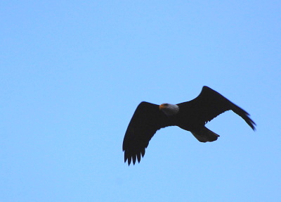 [IMAGE] bald eagle