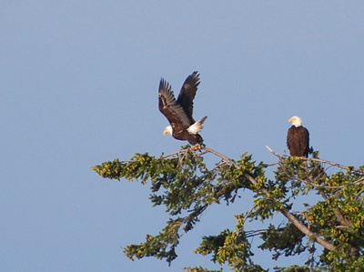 [IMAGE] Bald eagles