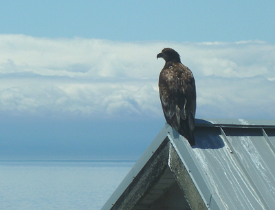 [IMAGE] eagle