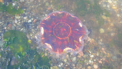 [IMAGE]   jellyfish