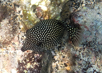 [IMAGE] boxfish