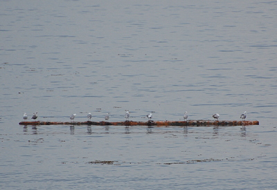 [IMAGE] gulls on a log