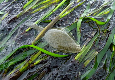 Dead flounder. Photo by Alex Shapiro.