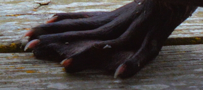 [IMAGE] otter foot