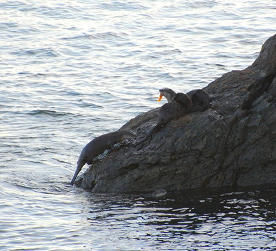 [IMAGE] Otters