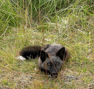 Fox lying in wait, San Juan Island. Photo by Alex Shapiro.