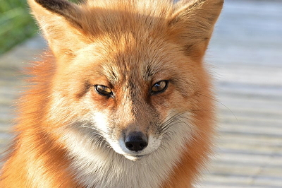 Fox stare. Photo by Alex Shapiro.