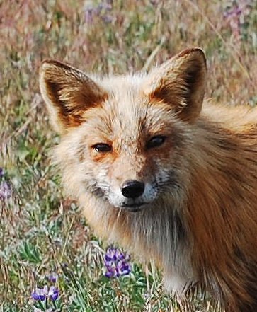[IMAGE] fox face
