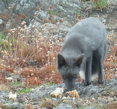 [IMAGE] fox eating crab