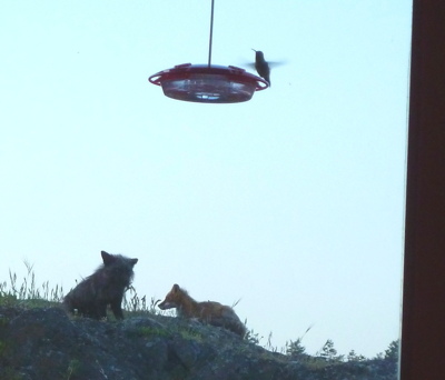 [IMAGE] two kits and a hummer