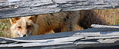 Fox, San Juan Island. Photo by Alex Shapiro.
