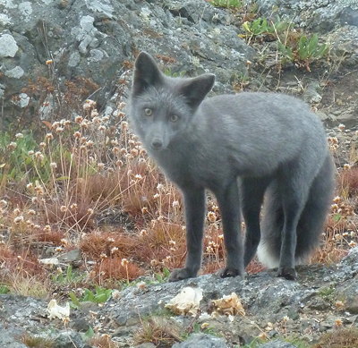 [IMAGE] fox wanting more crab