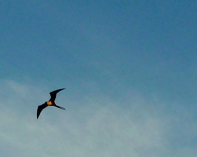 [IMAGE] Frigate bird