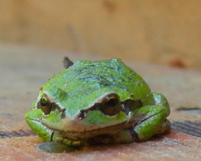 [IMAGE] Pacific tree frog.