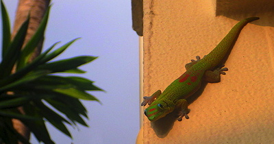 [IMAGE] gecko