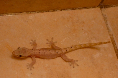 [IMAGE] gecko