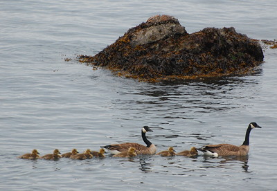 [IMAGE] goose family outing