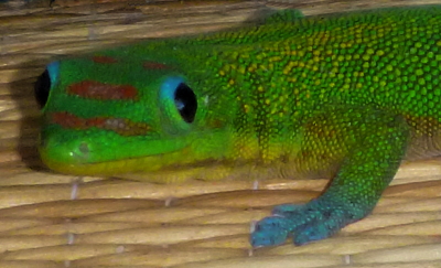 [IMAGE] gecko head