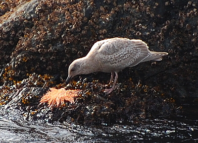 [IMAGE] gull and lunch