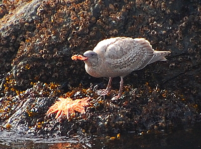 [IMAGE] gull and lunch