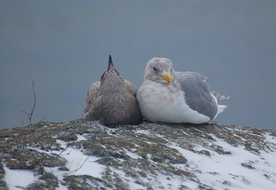 [IMAGE] SJI gulls in the snow