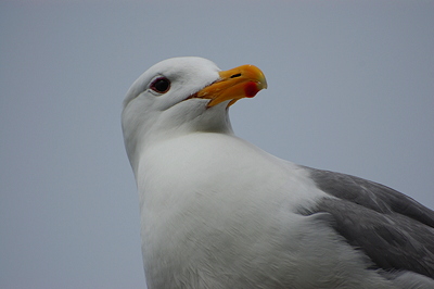 [IMAGE] gull