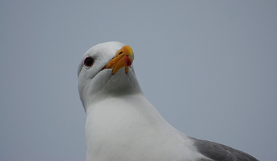 [IMAGE] gull