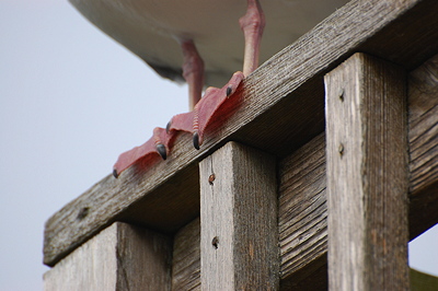 [IMAGE] gull