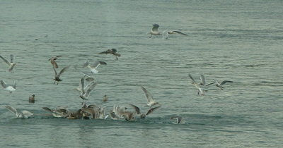 [IMAGE] gulls