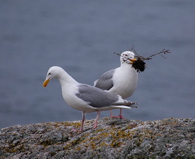 [IMAGE] gull love