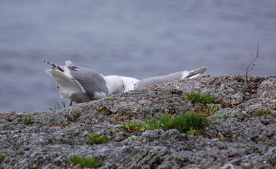 [IMAGE] Gull love