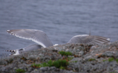 [IMAGE] Gull love