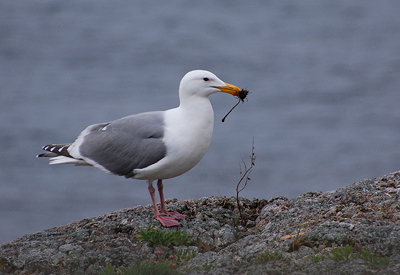 [IMAGE] Gull love