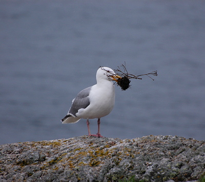 [IMAGE] Gull love