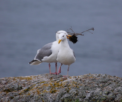 [IMAGE] Gull love