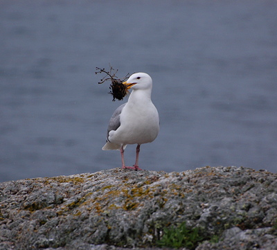 [IMAGE] Gull love